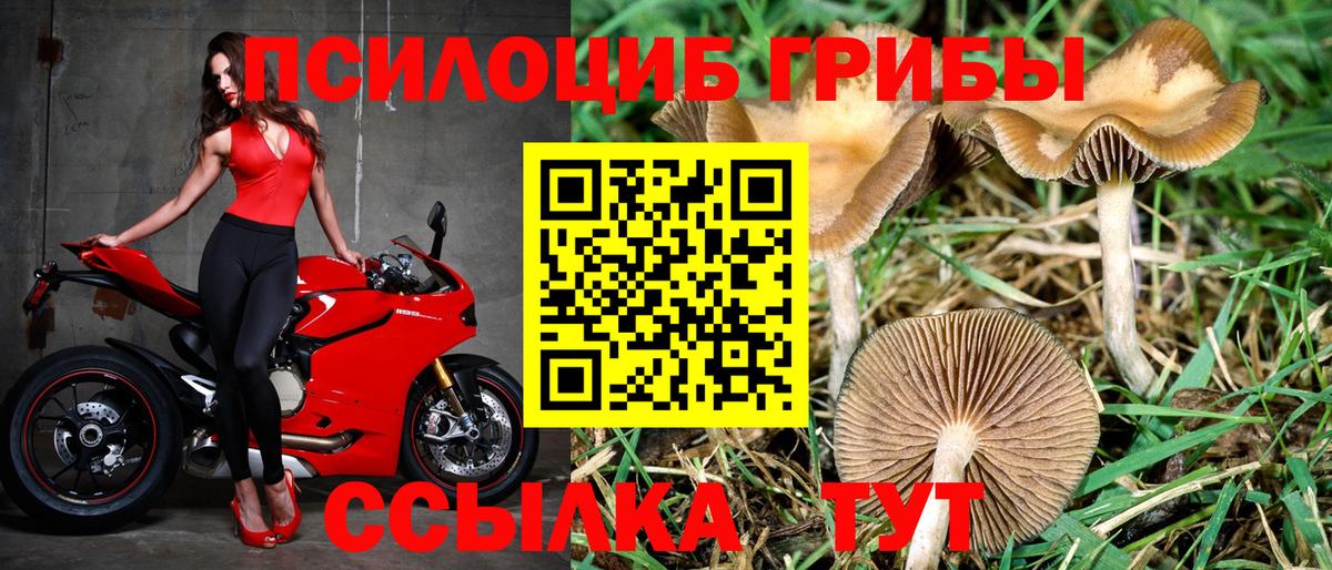 Галлюциногенные грибы Psilocybine cubensis  Кузнецк  Галлюциногенные грибы Cubensis 